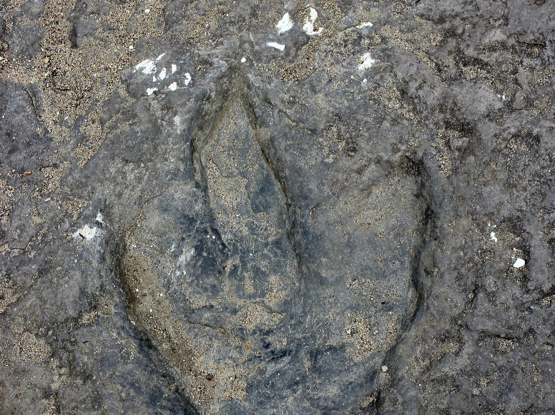 Dinosaur Footprints景点图片