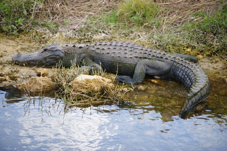 Big Cypress Oasis Visitor Center-奥乔皮必去景点