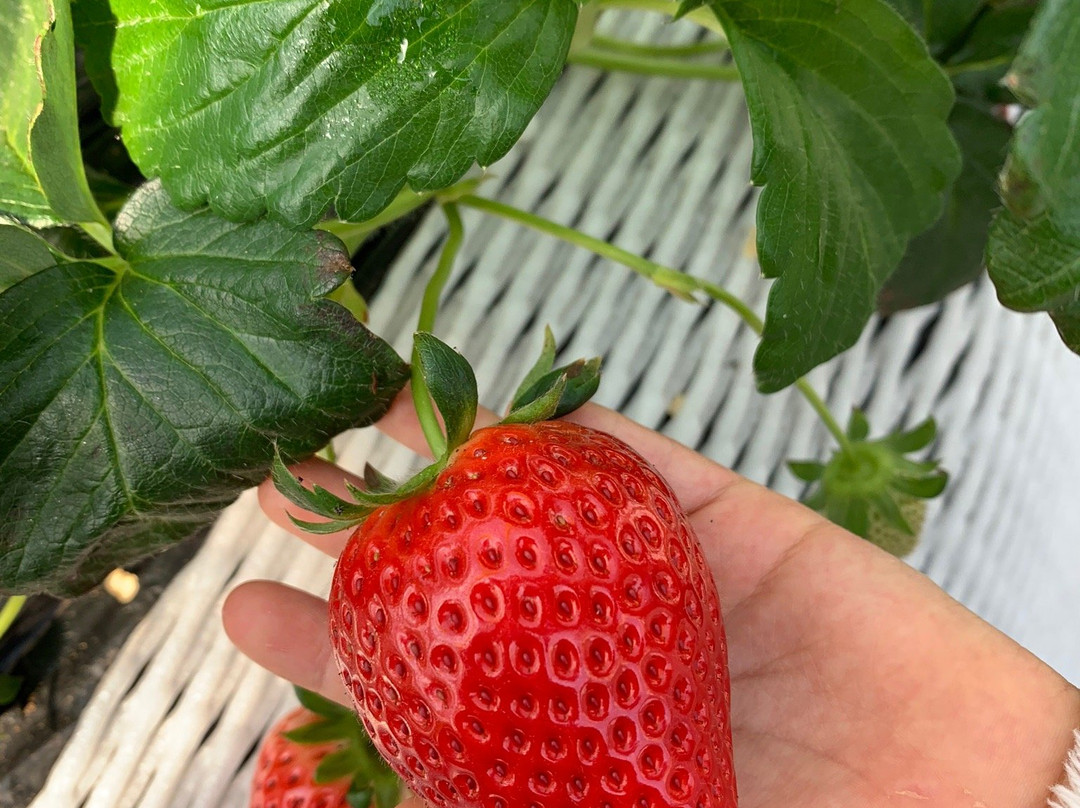 Okashinoshiro Nasu Heartland-那须町必去景点