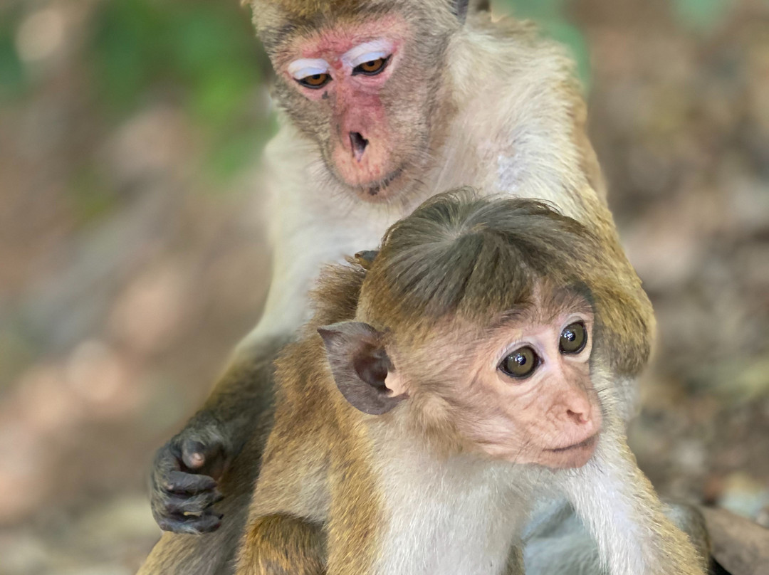 Hirumal Tours-班达拉维拉必去景点