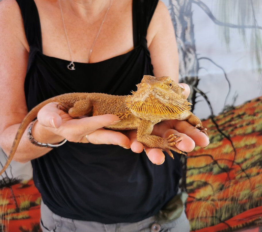Red Desert Reptiles景点图片