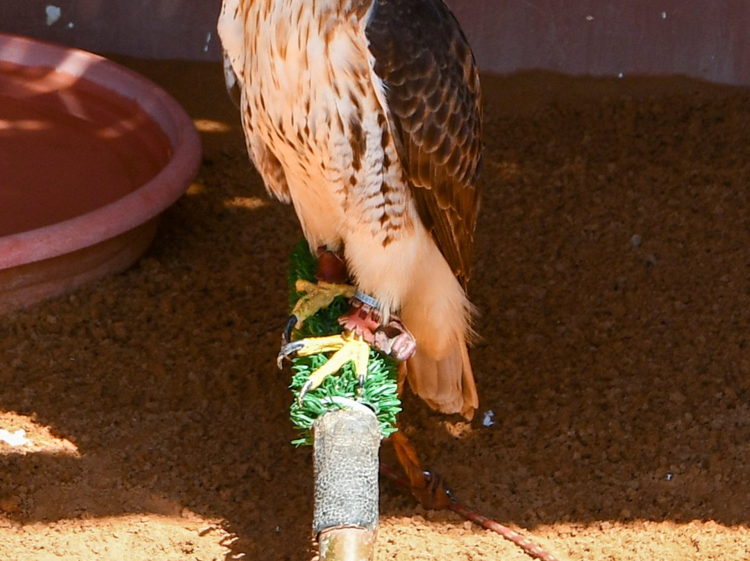 Kalba Bird of Prey Centre-富查伊拉必去景点
