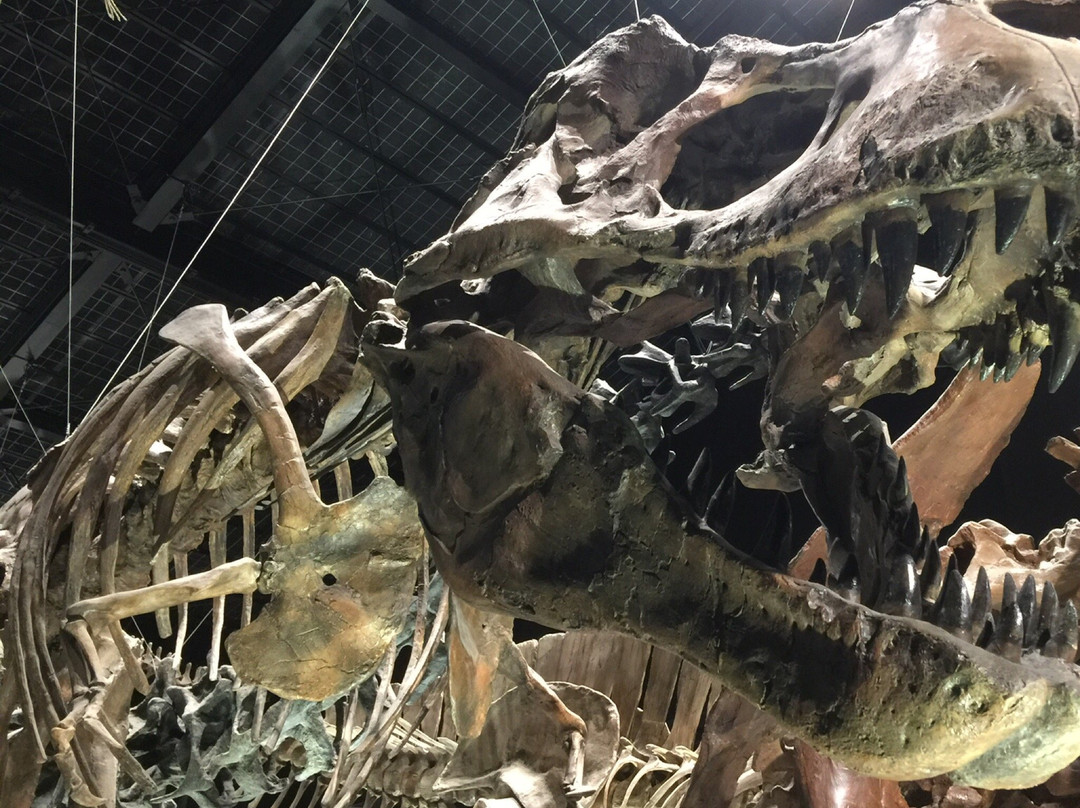 Mifune Dinosaur Museum景点图片