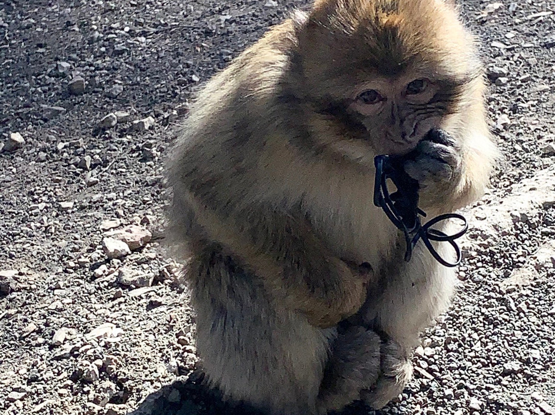 Sahara Luxury Trips-卡萨布兰卡必去景点