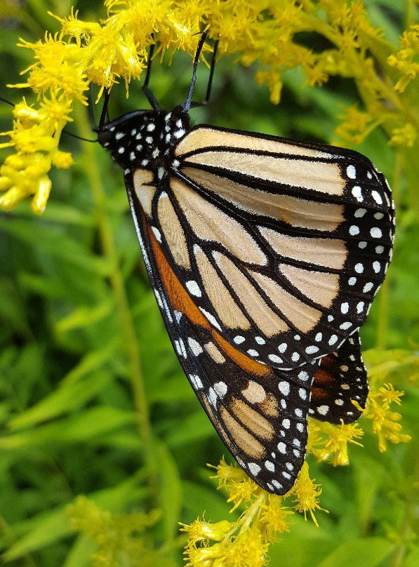 West Lynn Garden-New Lynn必去景点