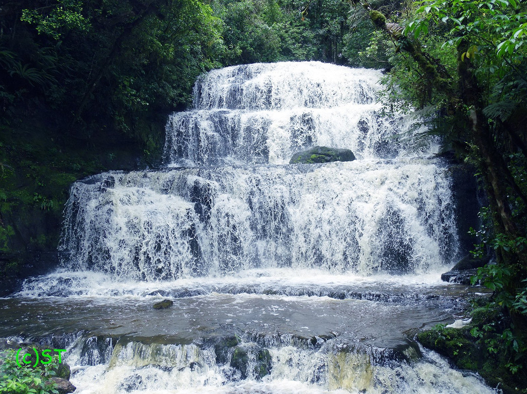 Purakaunui Falls Walk景点图片