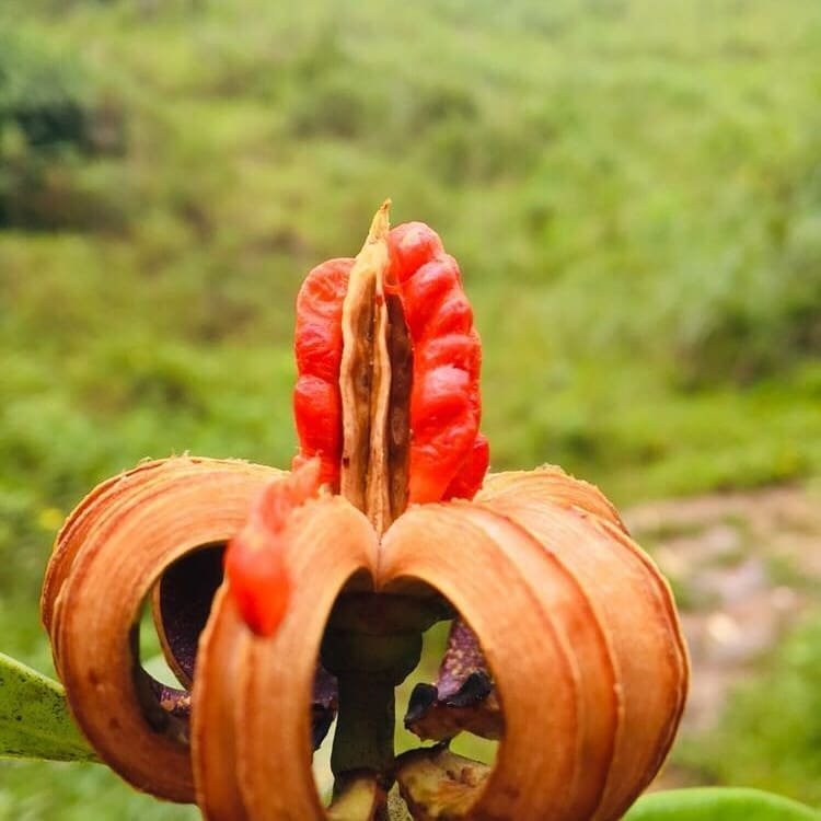 Galboda Falls-Nawalapitiya必去景点