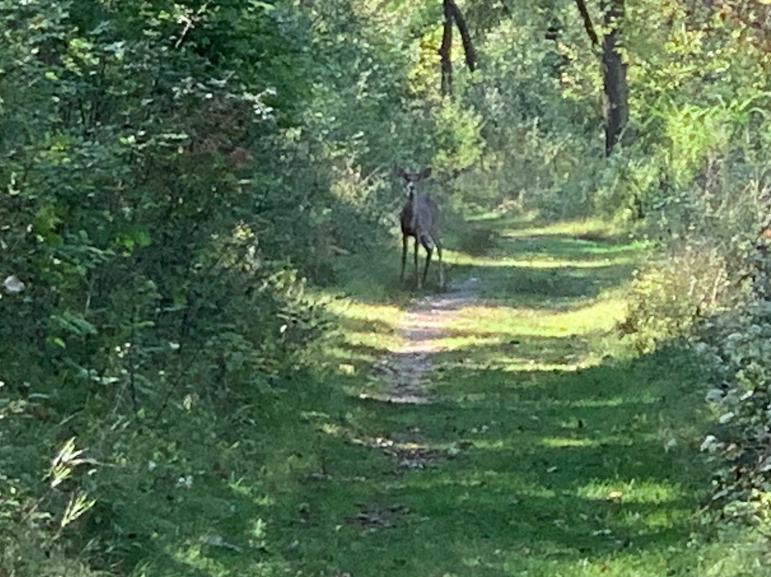 Matthaei Botanical Gardens-安娜堡必去景点