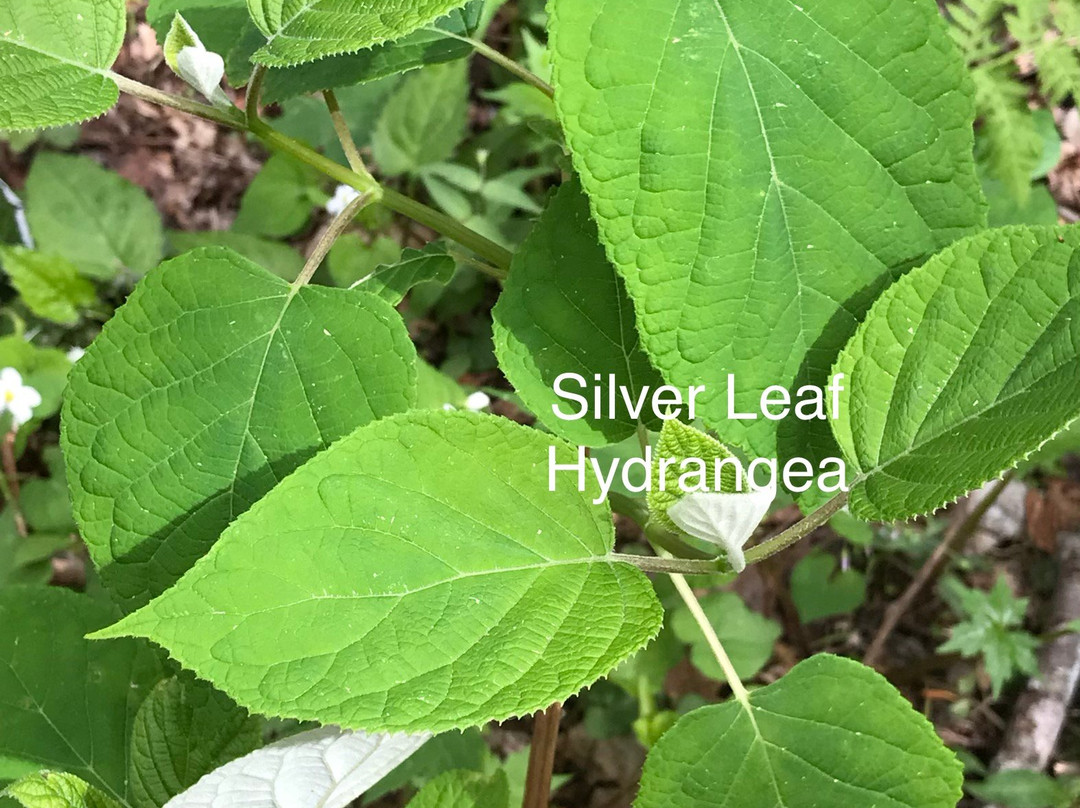 Melrose Falls-Saluda必去景点