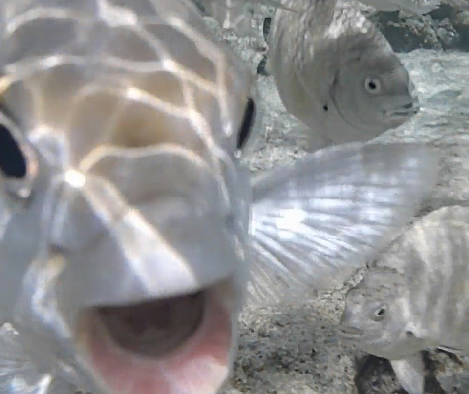 可可棕榈星沙湾-Dededo必去景点