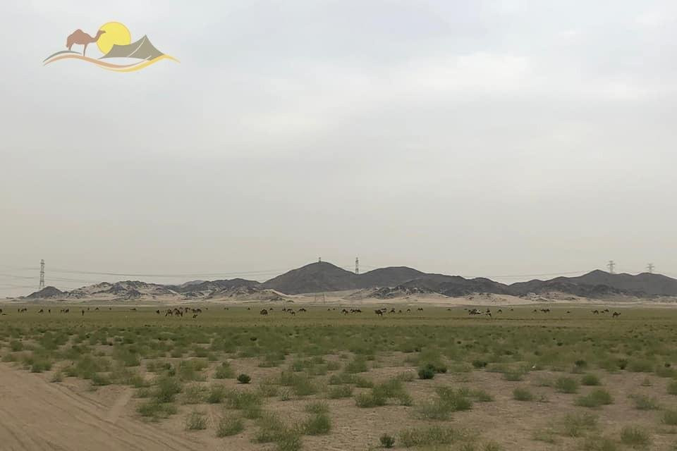 Saudi Safari-吉达必去景点