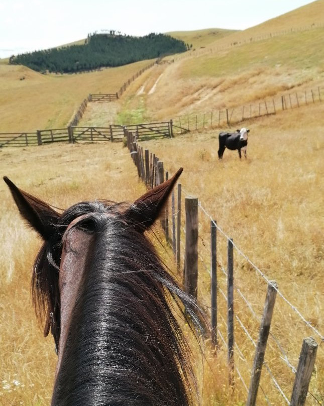 Stone Hill Horse Trek景点图片
