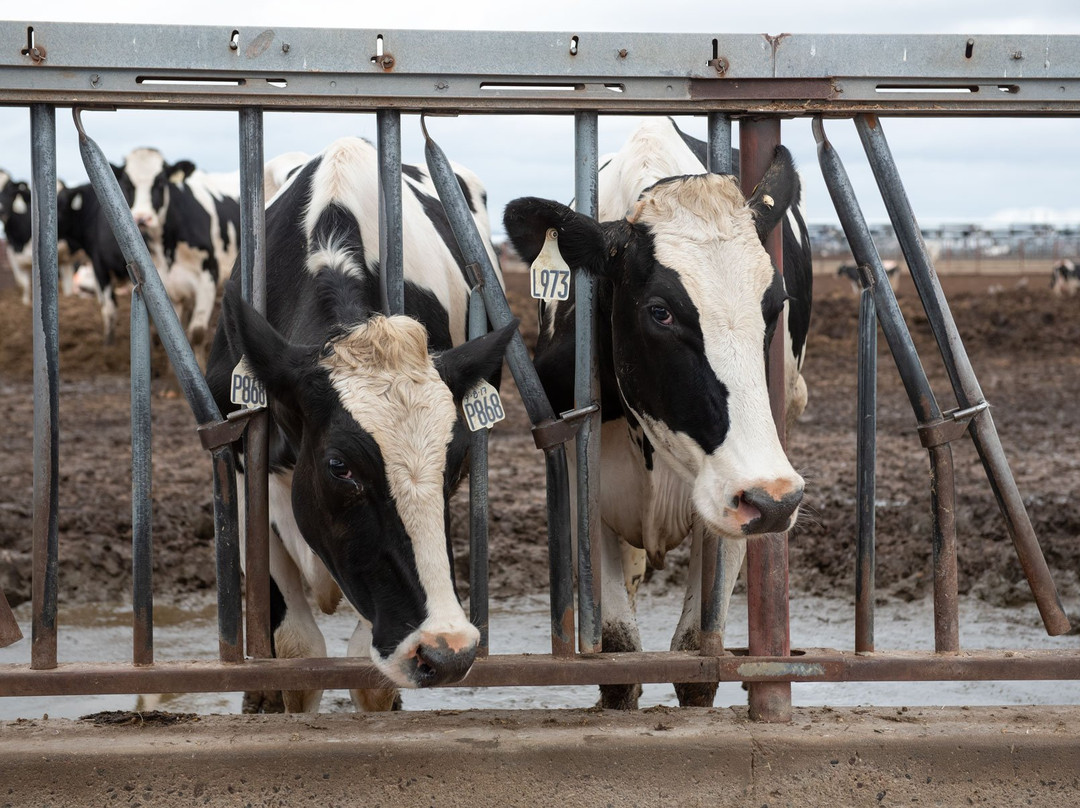 Shamrock Farms-Stanfield必去景点