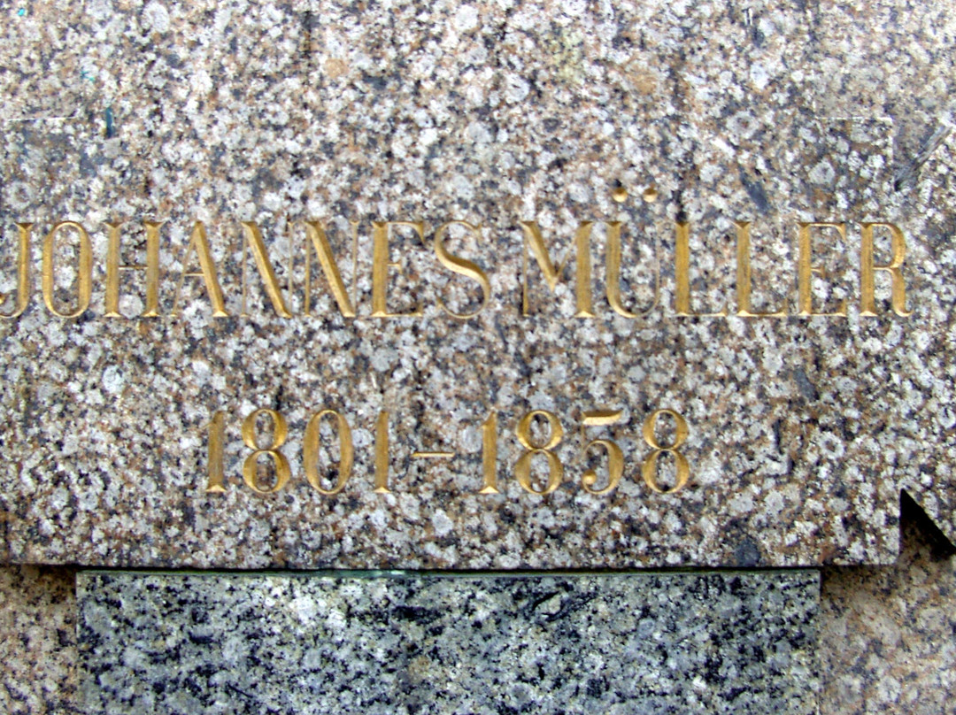 Johannes-Muller-Denkmal-科布伦茨必去景点