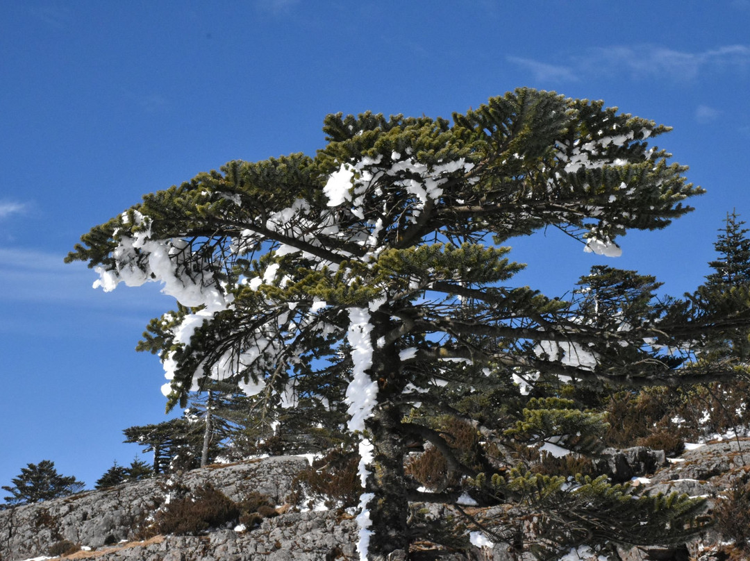 轿子雪山-禄劝彝族苗族自治县必去景点