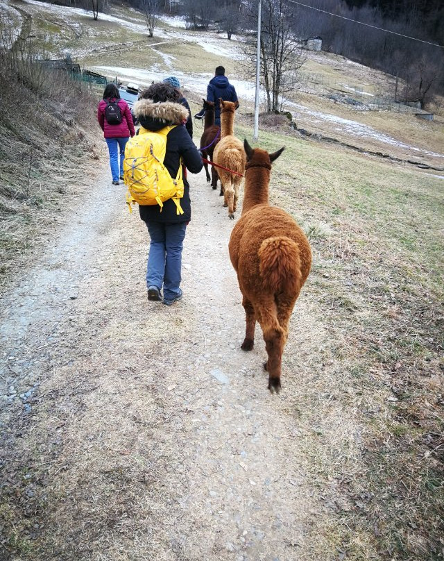 Alpacas la Foppa景点图片