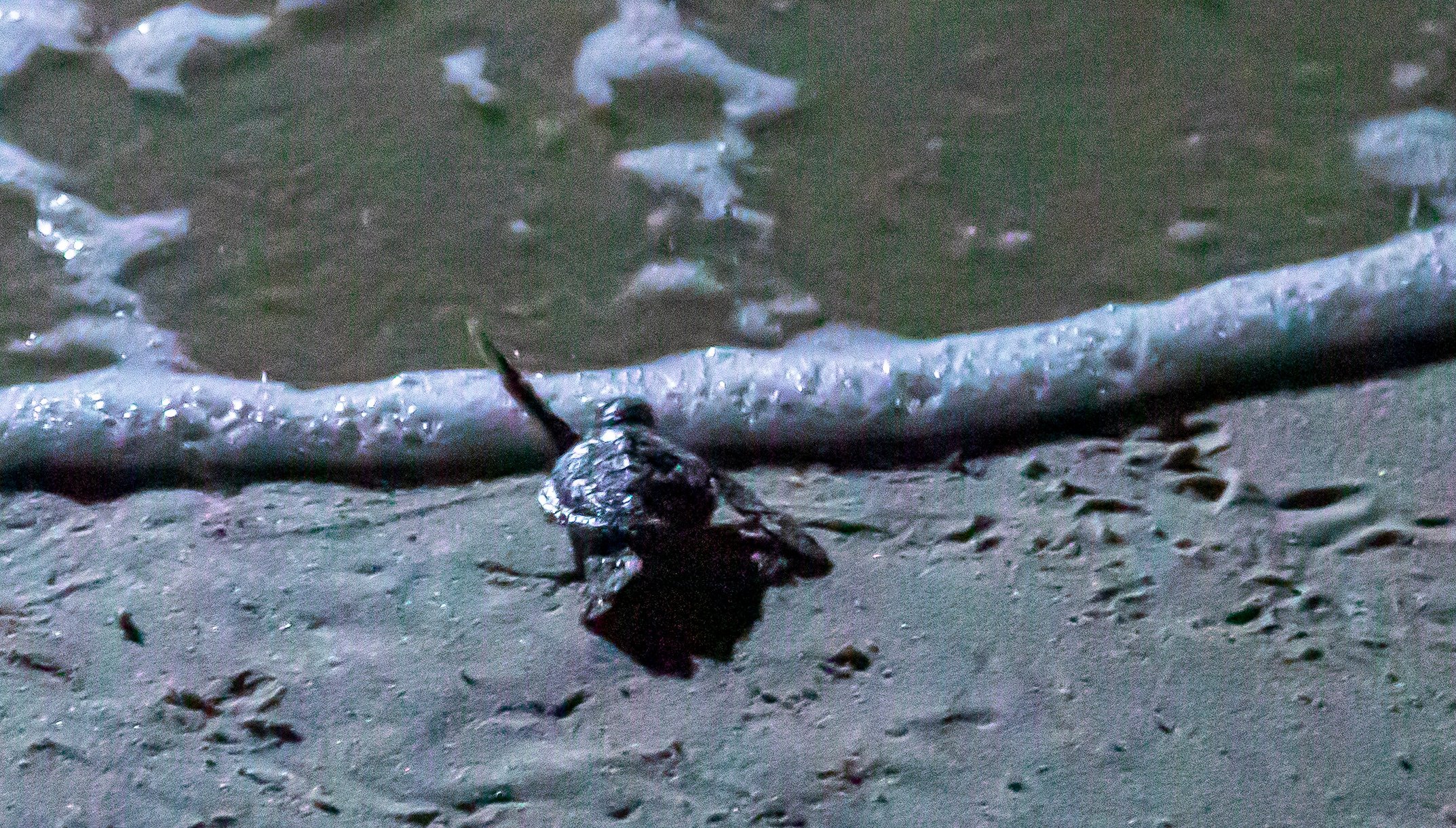 Selingan Turtle Island-泳池