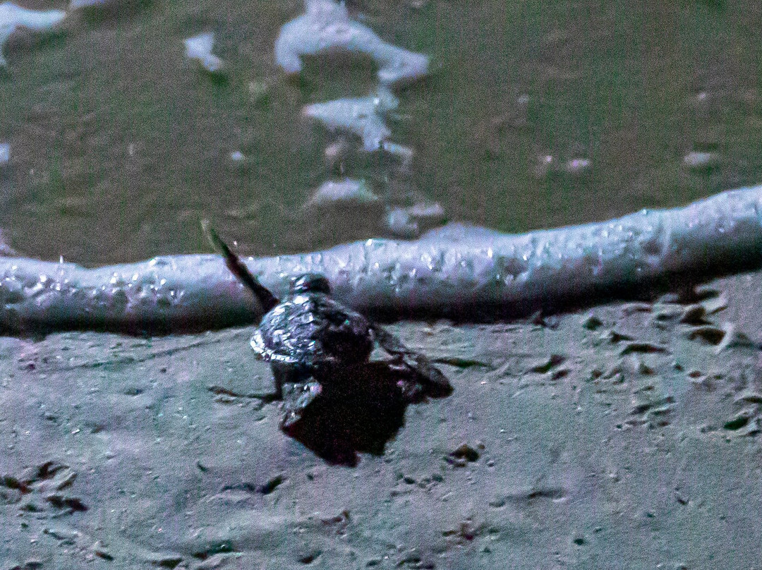 Selingan Turtle Island主图