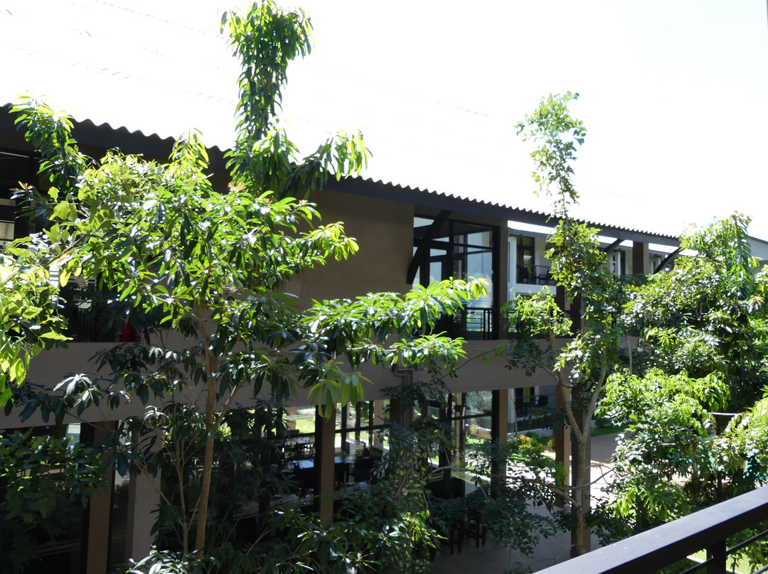 Oak Ray Wild Yala主图