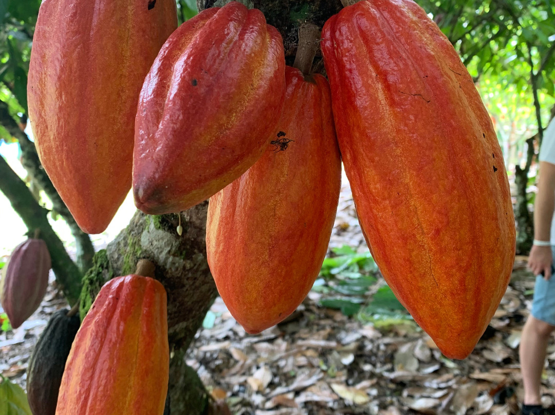 Fazenda Riachuelo - Mendoá Chocolates景点图片