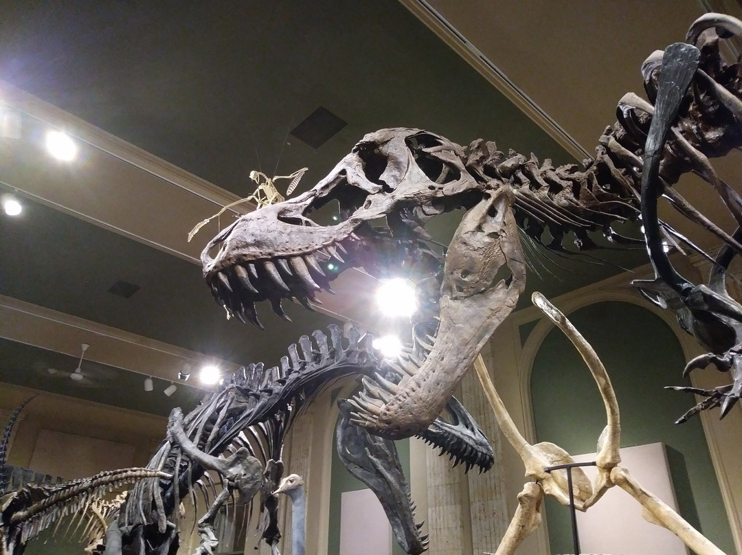 Dinosaur Discovery Museum景点图片