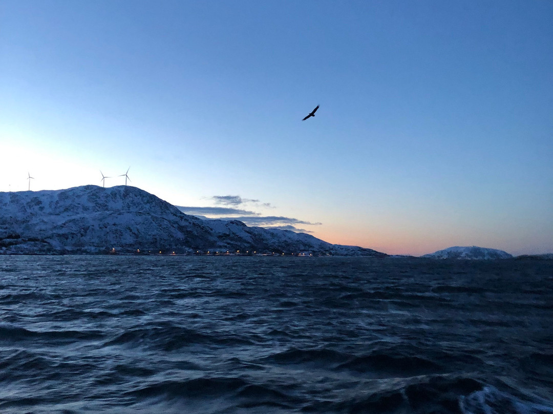 Lady Elsie Tromso - Sea fishing & Whale watching-特罗姆瑟必去景点