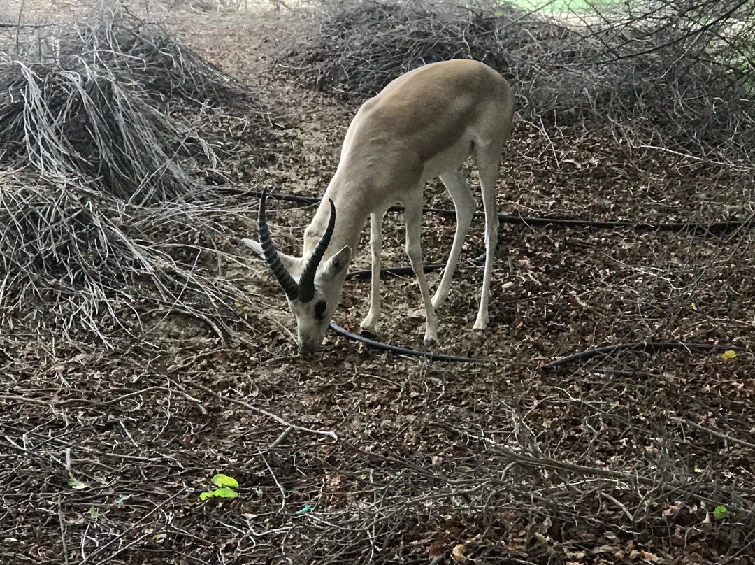 Wasit Wetland Centre-沙迦必去景点