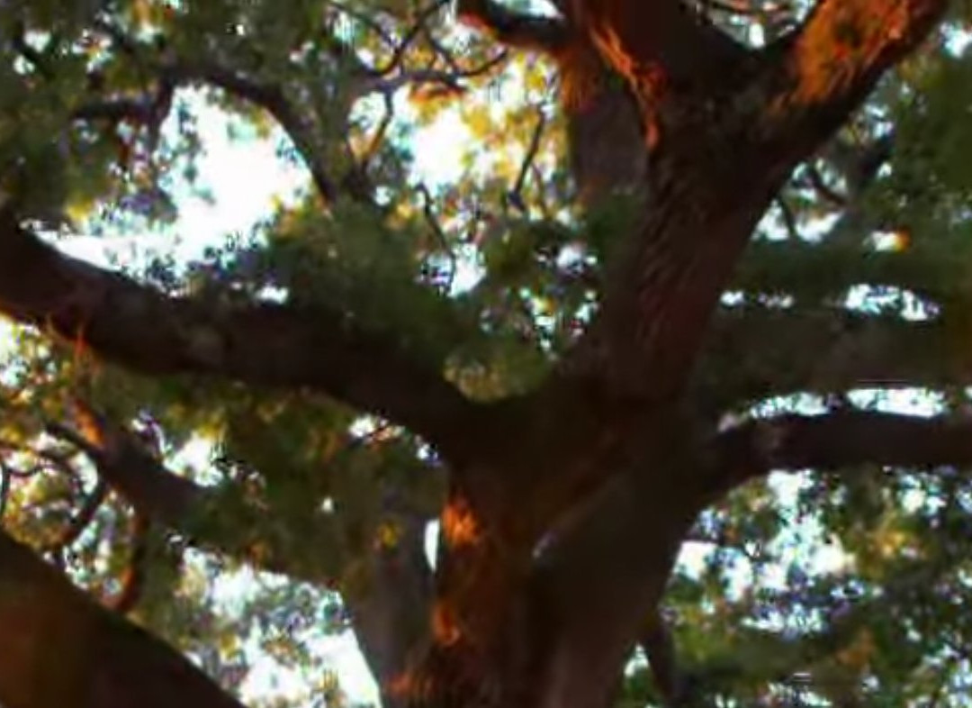 The Checche Oak Tree-皮恩扎必去景点