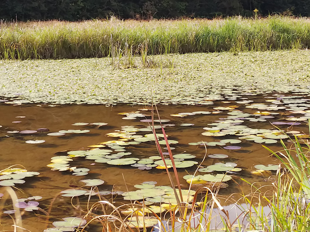 Dragonfly Nature Park-四万十市必去景点