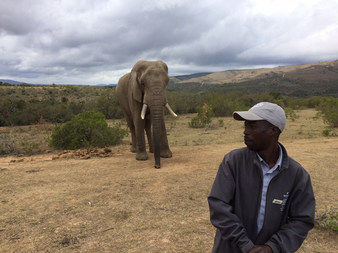 Barefoot Addo Elephant Lodge-Addo Elephant National Park必去景点