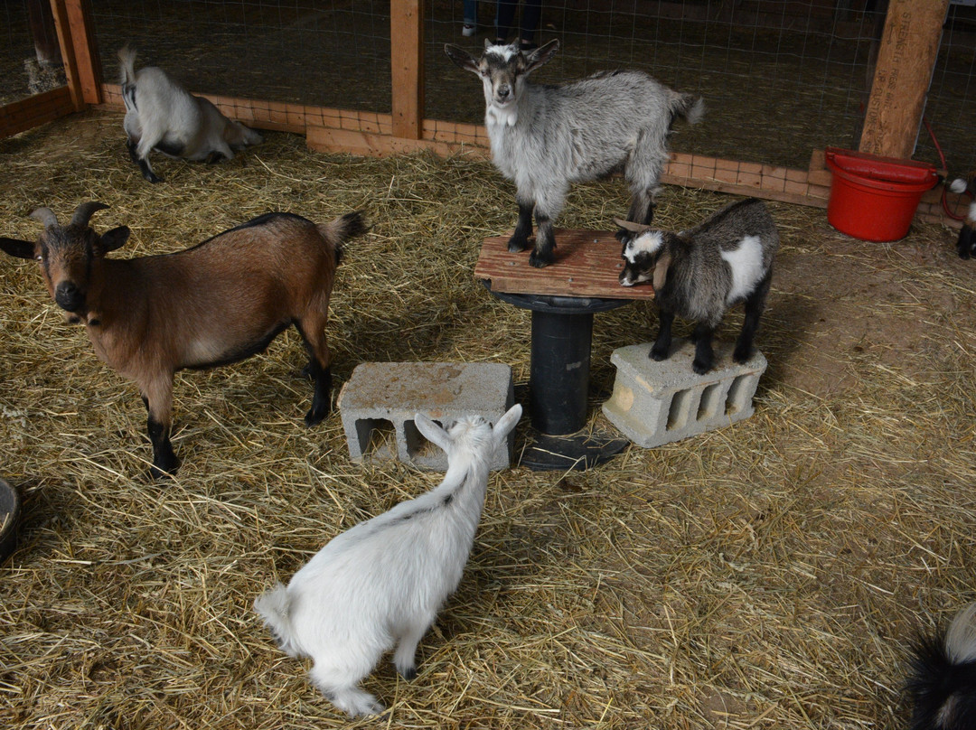 Summers Farm-弗雷德里克必去景点