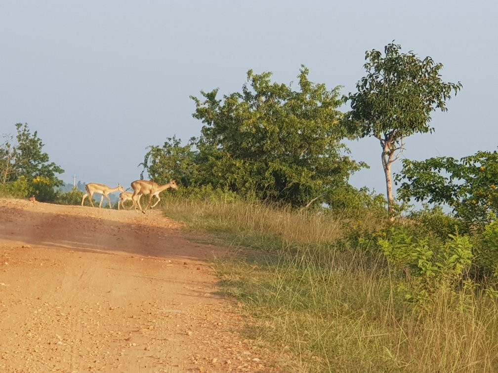 Jayamangali Blackbuck Reserve景点图片