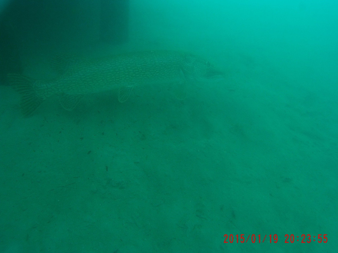 Tauchschule Under Pressure-Weyregg am Attersee必去景点