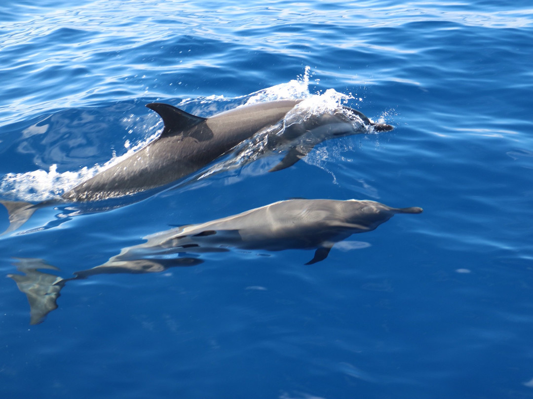 Guadeloupe Evasion Découverte Private Tours景点图片