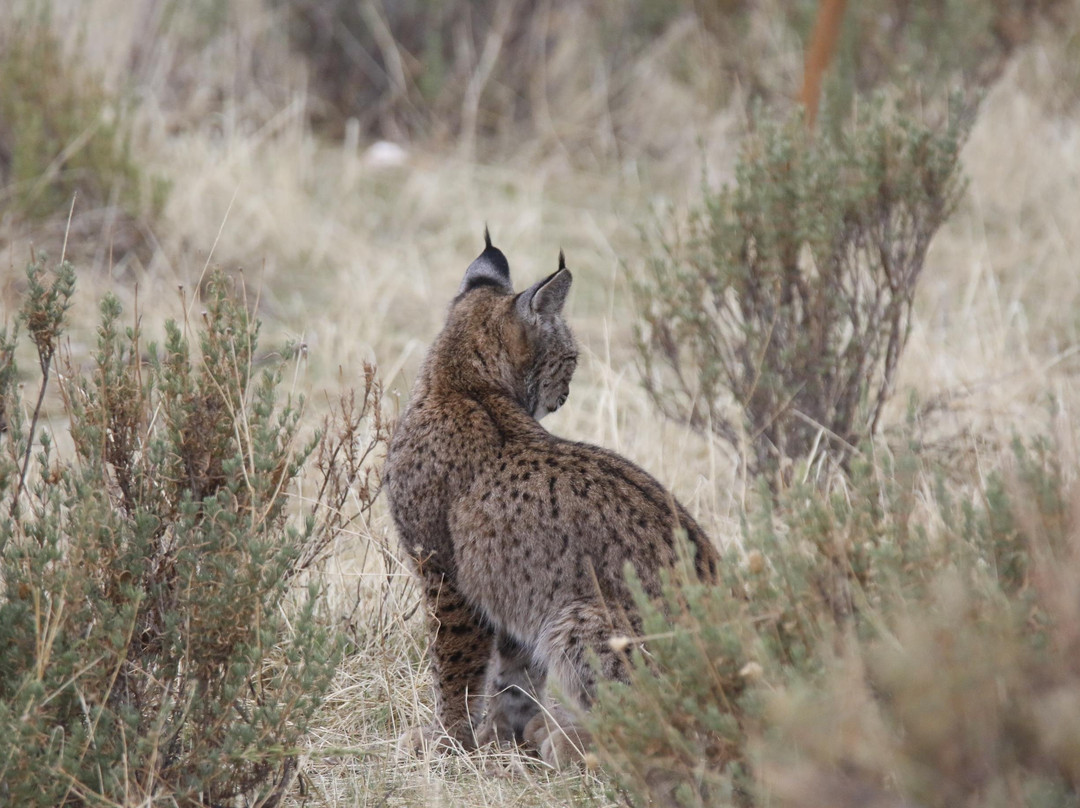 Birds&Lynx Ecotourism景点图片