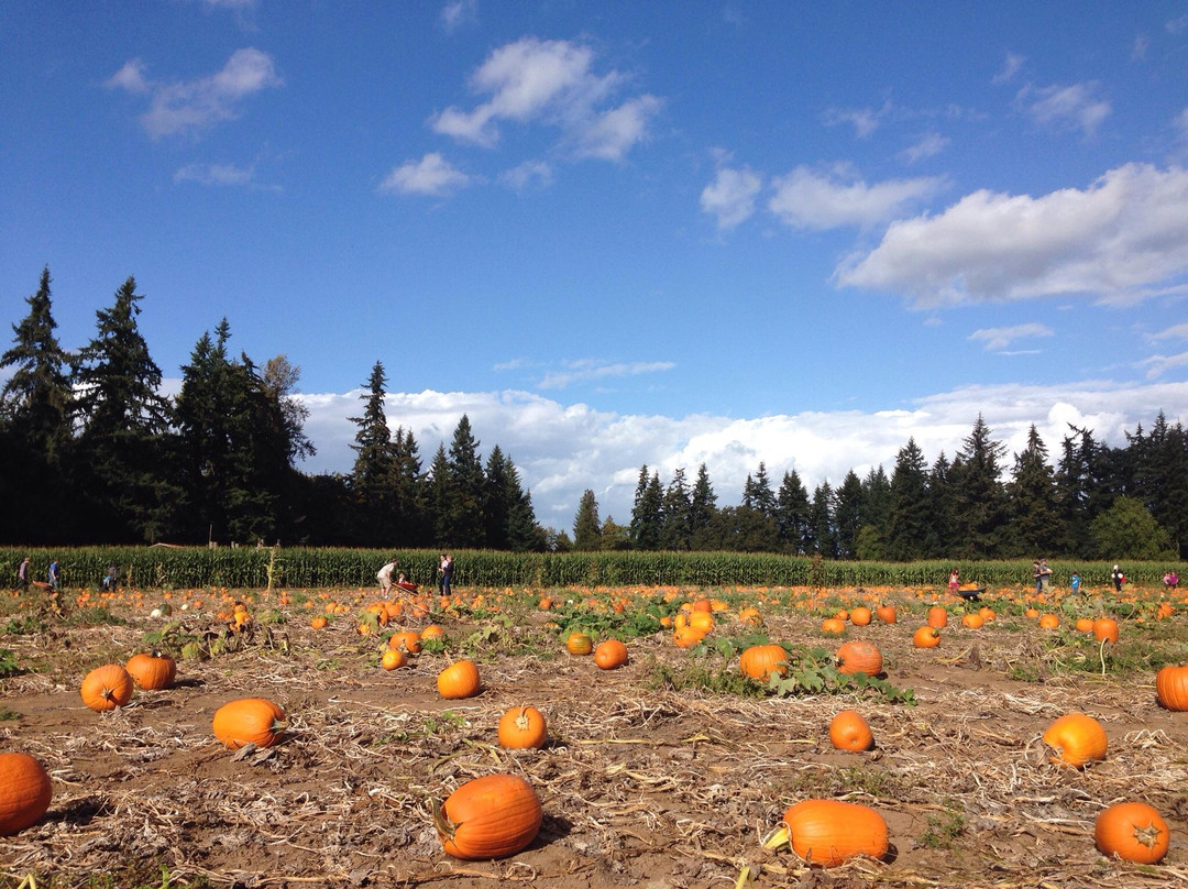 Aurora旅游景点-Fir Point Farms