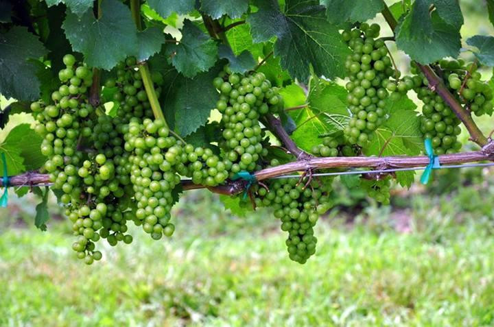 Parker-Binns Vineyard