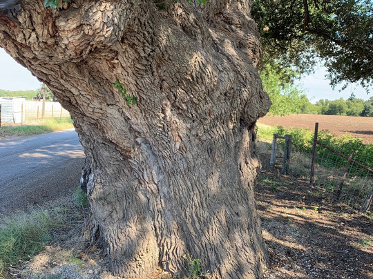 Wedding Oak Tree-San Saba必去景点