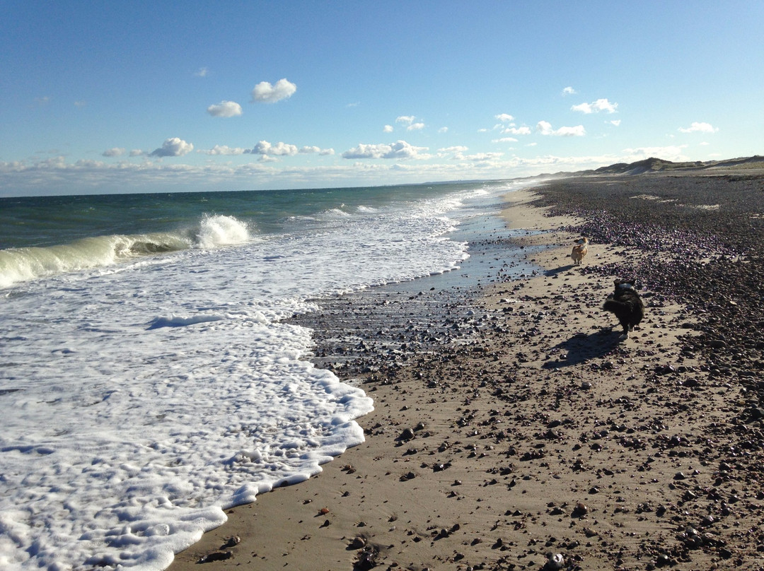 Sandy Neck Barrier Beach景点图片
