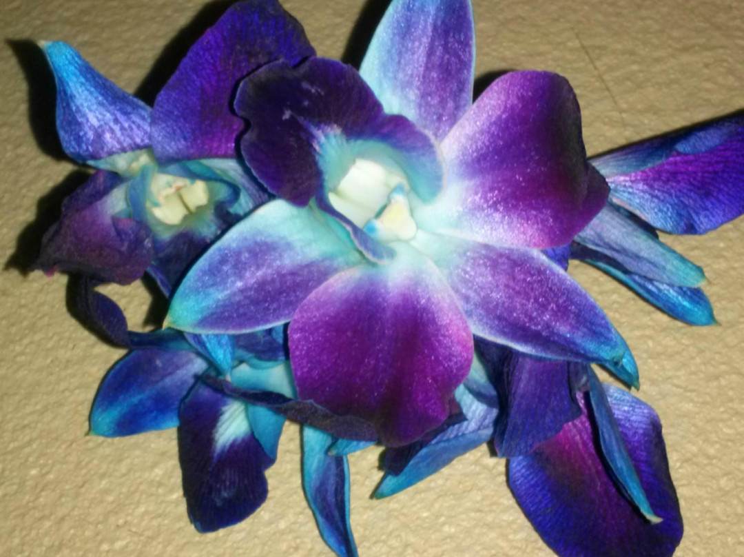 Petals With Pizzazz-伊斯拉摩拉达必去景点