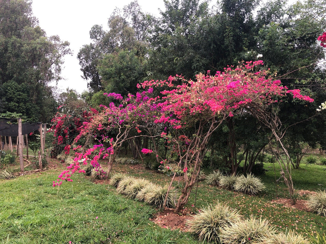 Parque Vila do Café景点图片