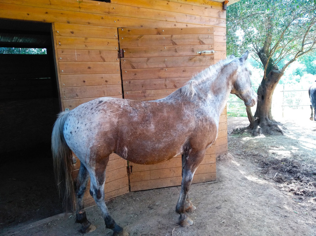 Carolina's Holiday Horses-Skripero必去景点