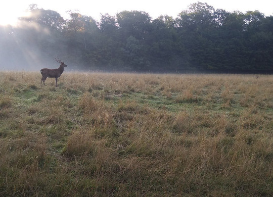 Waldhotel Forsthaus Remstecken主图