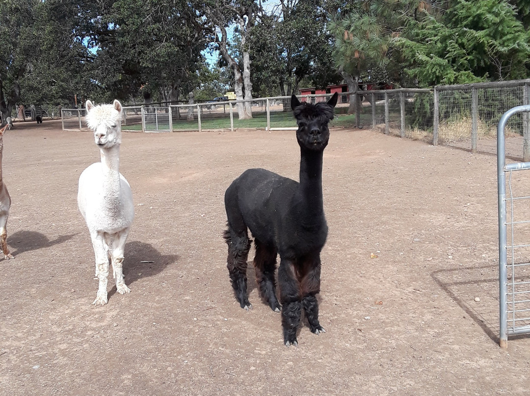 Alpacas at Lone Ranch-White City必去景点