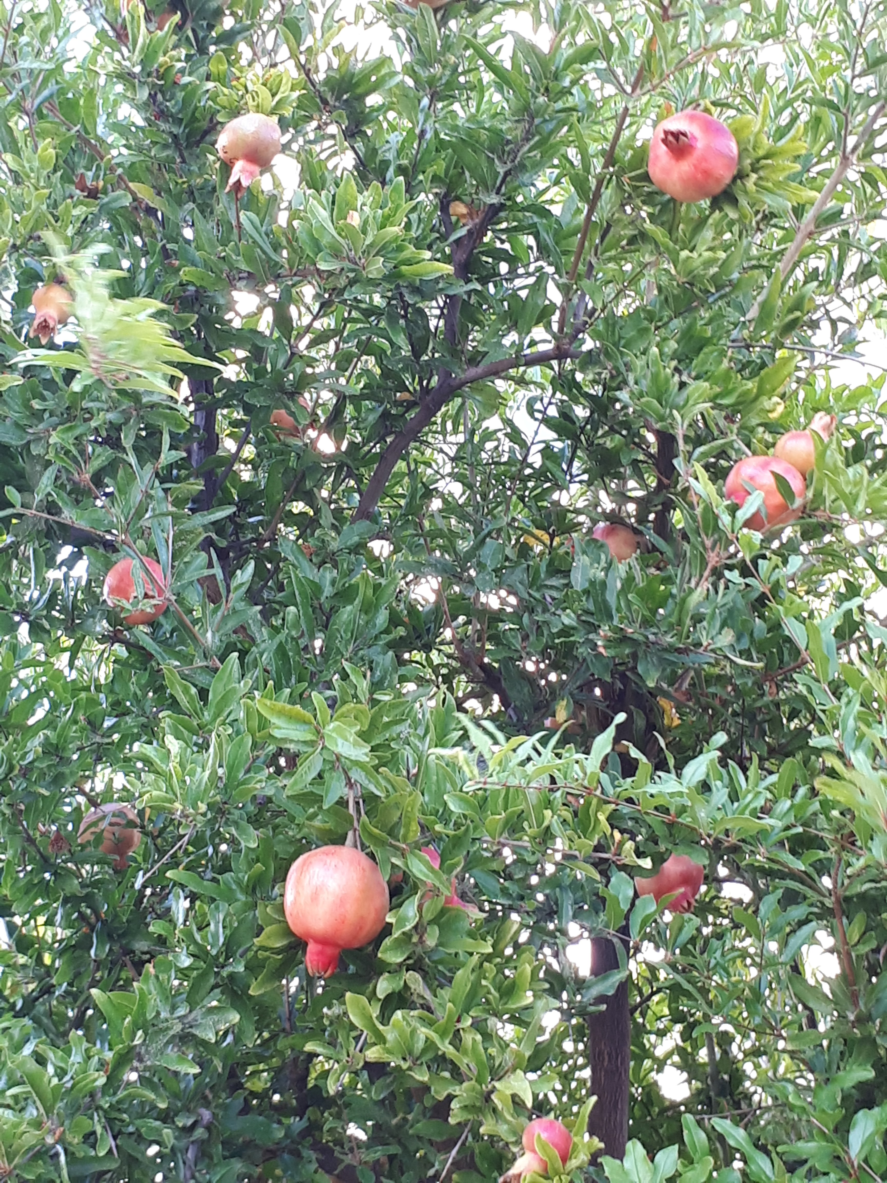 Skiros Palace Hotel-浴室