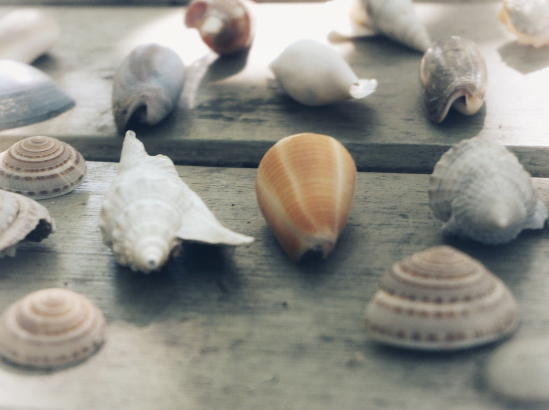 Absolute North Charters-Hinchinbrook Island必去景点