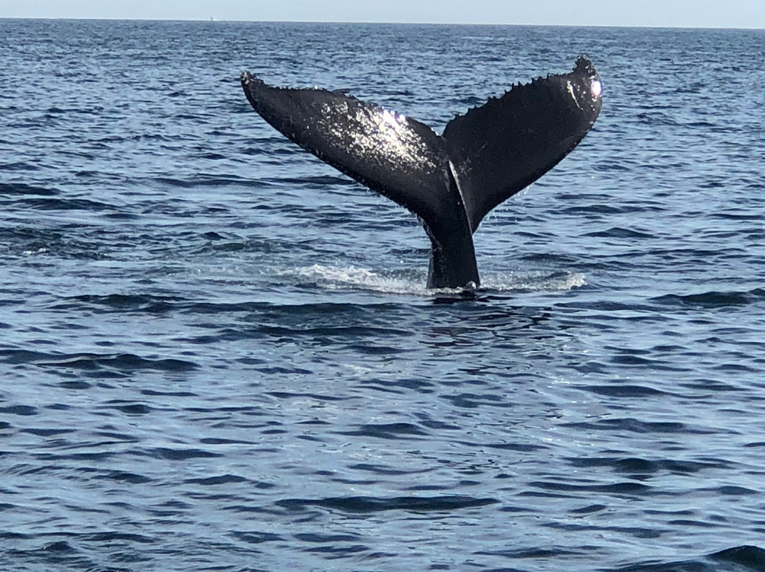 Provincetown Whale Watch-普罗温斯敦必去景点