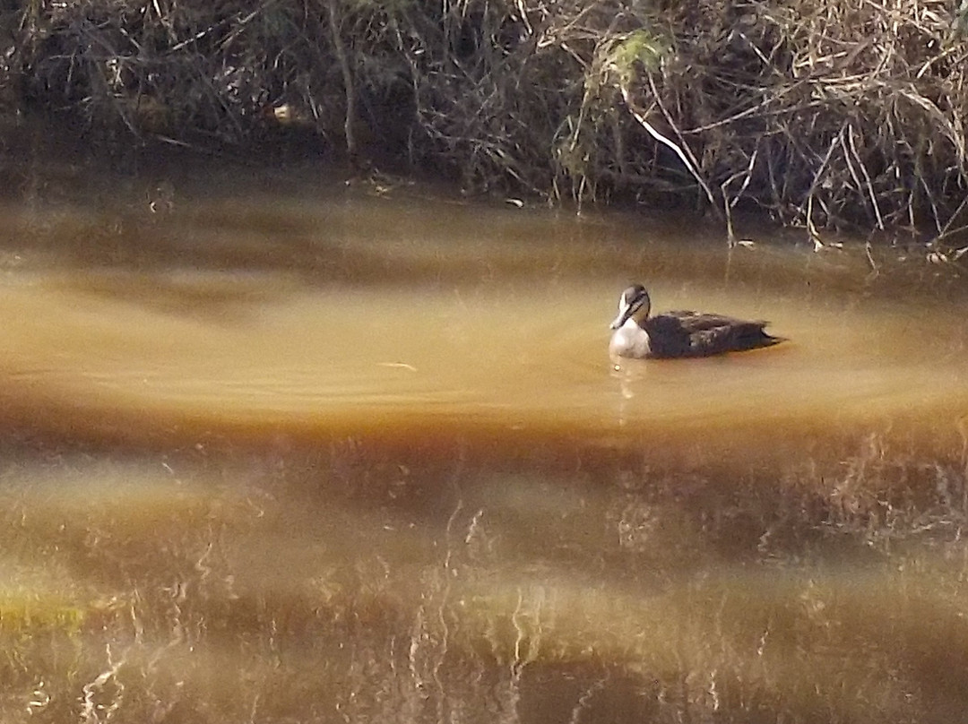 Akoonah Park-伯威克必去景点