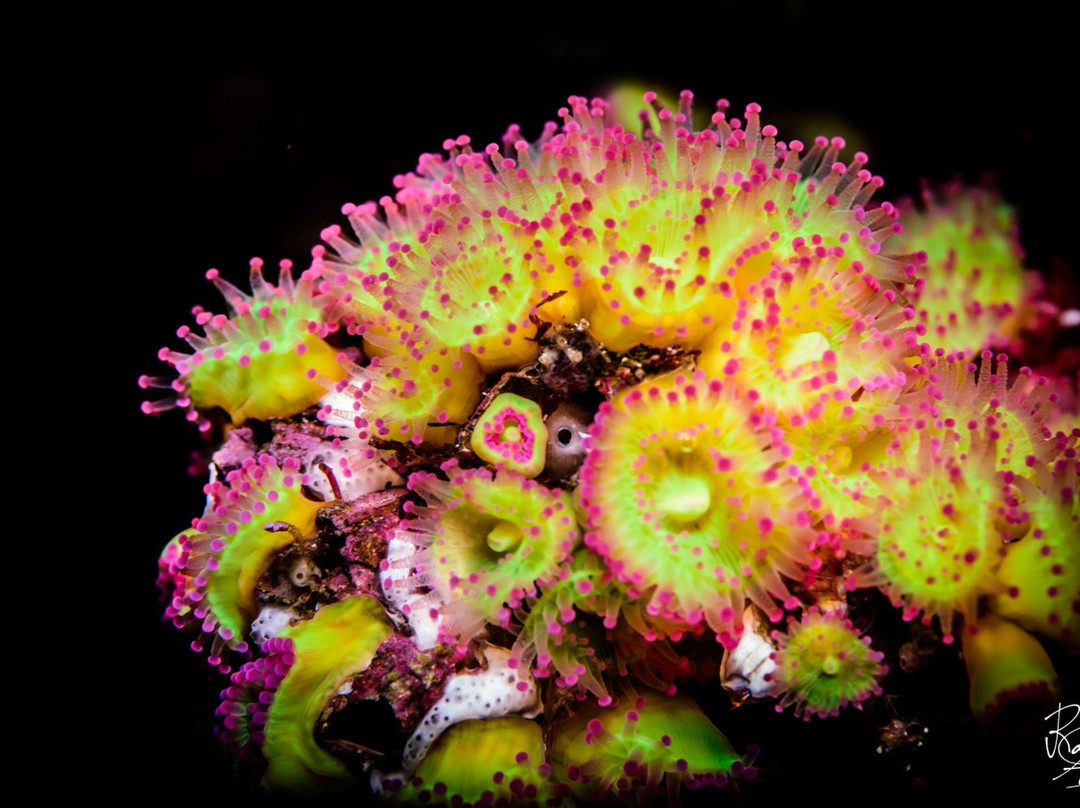 Haliotis Dive Centre Faial-奥尔塔必去景点