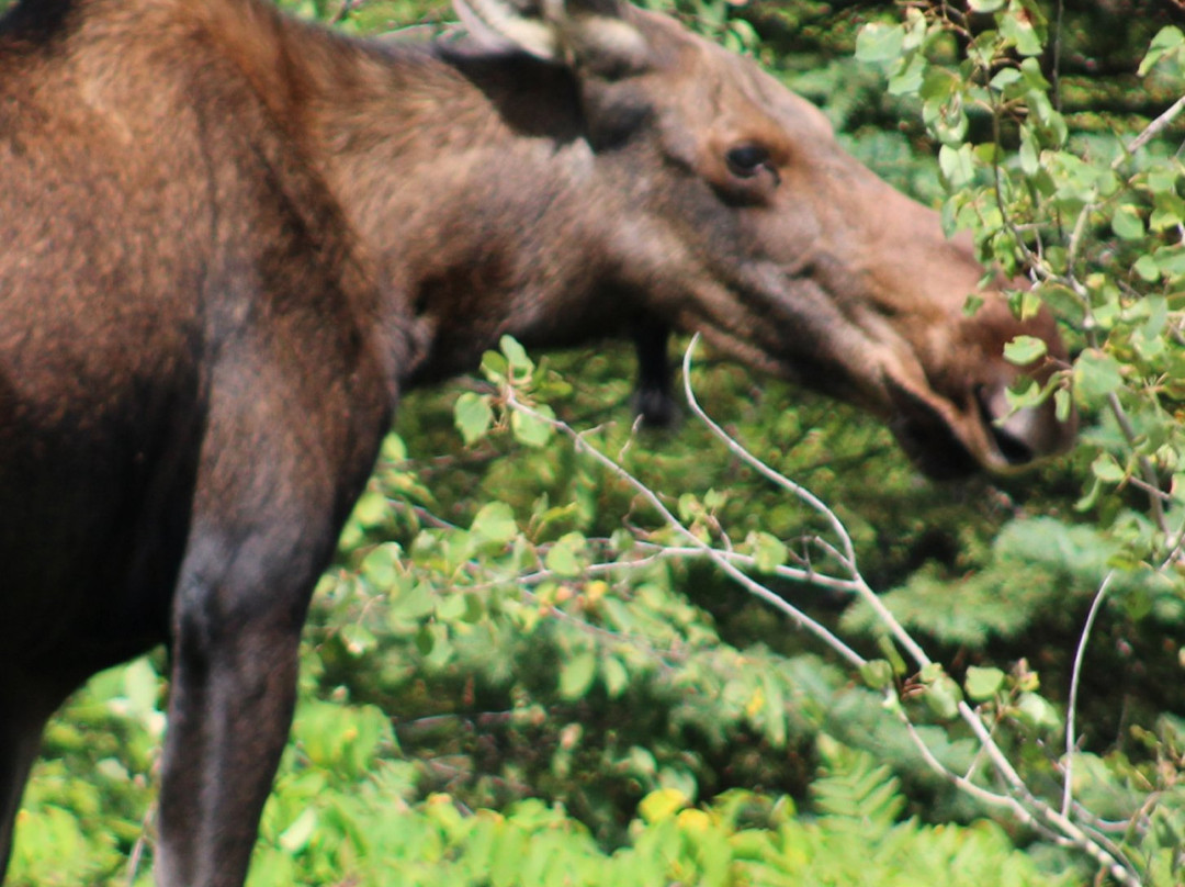 Algonquin Park-Whitney必去景点